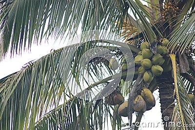 Coconut Tree In Sri Lanka Village Stock Photo